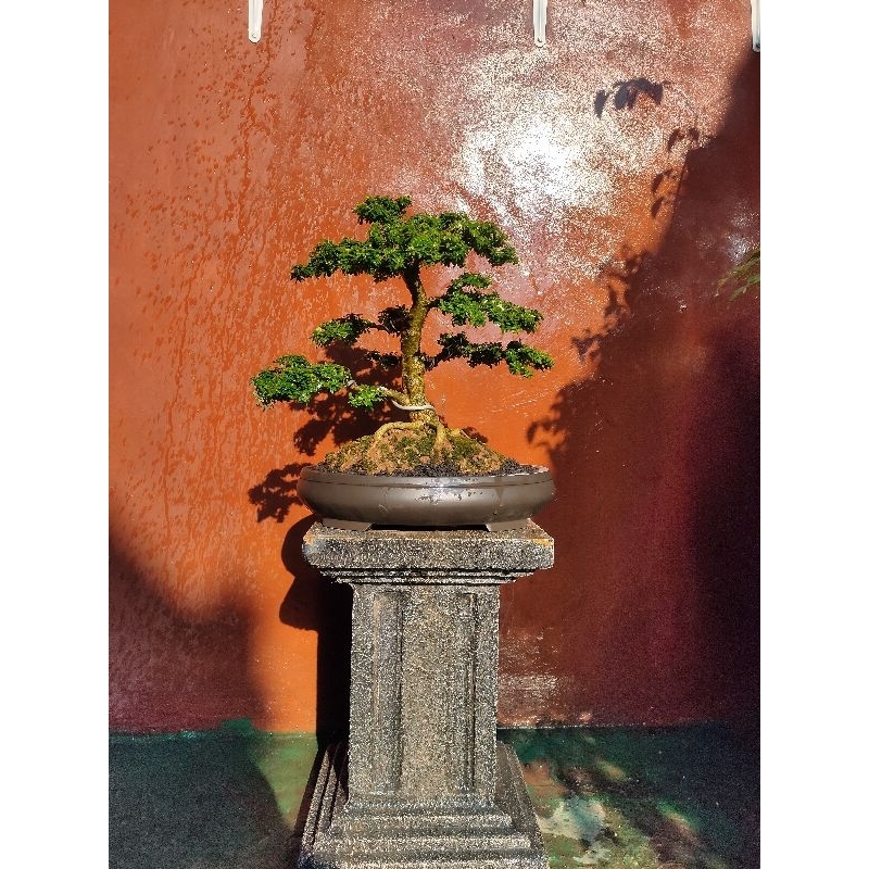 Tanaman Bonsai Saeng Simbur Mikro Thailand