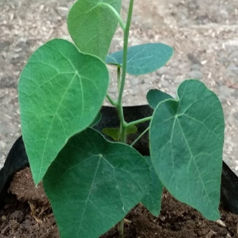 bibit cincau bulu/ rambat