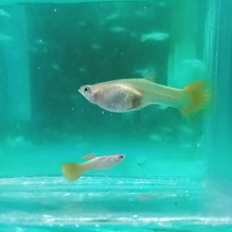 ikan hias GUPPY jenis YELLOW MICARIF