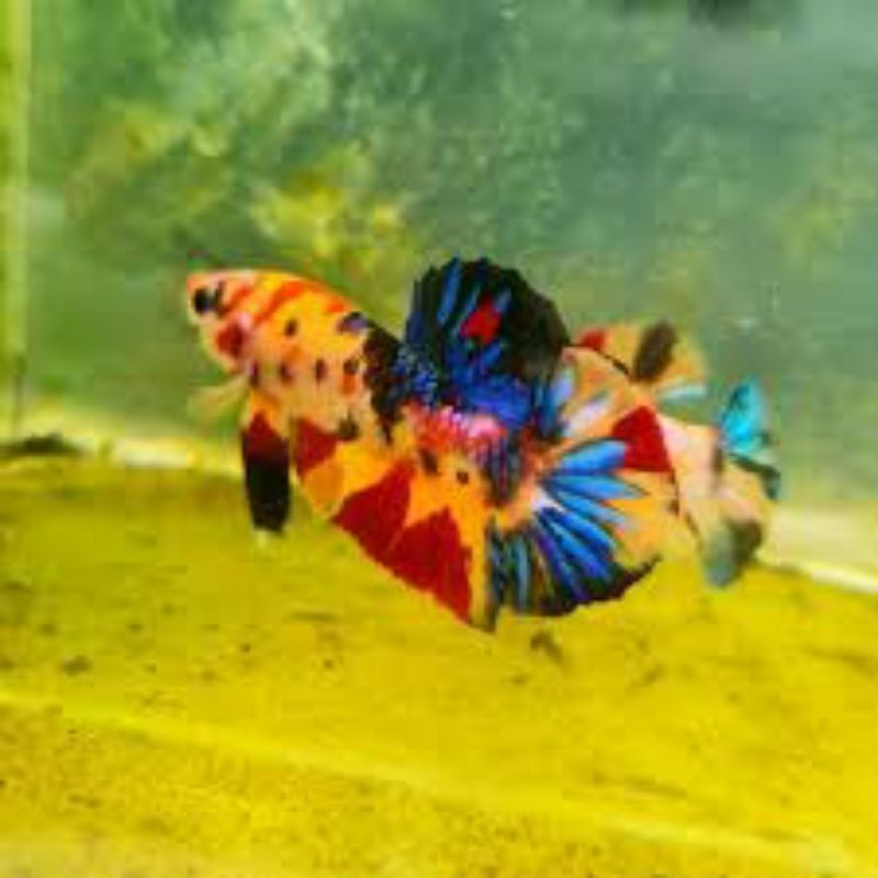 yellow base multycolour