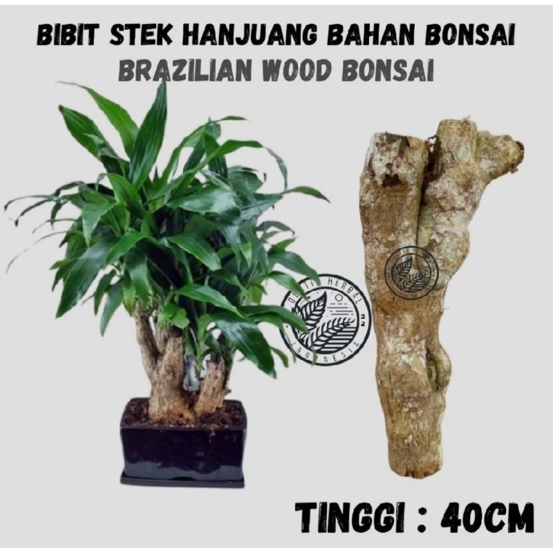 Bibit Stek Pohon Hanjuang Bonsai