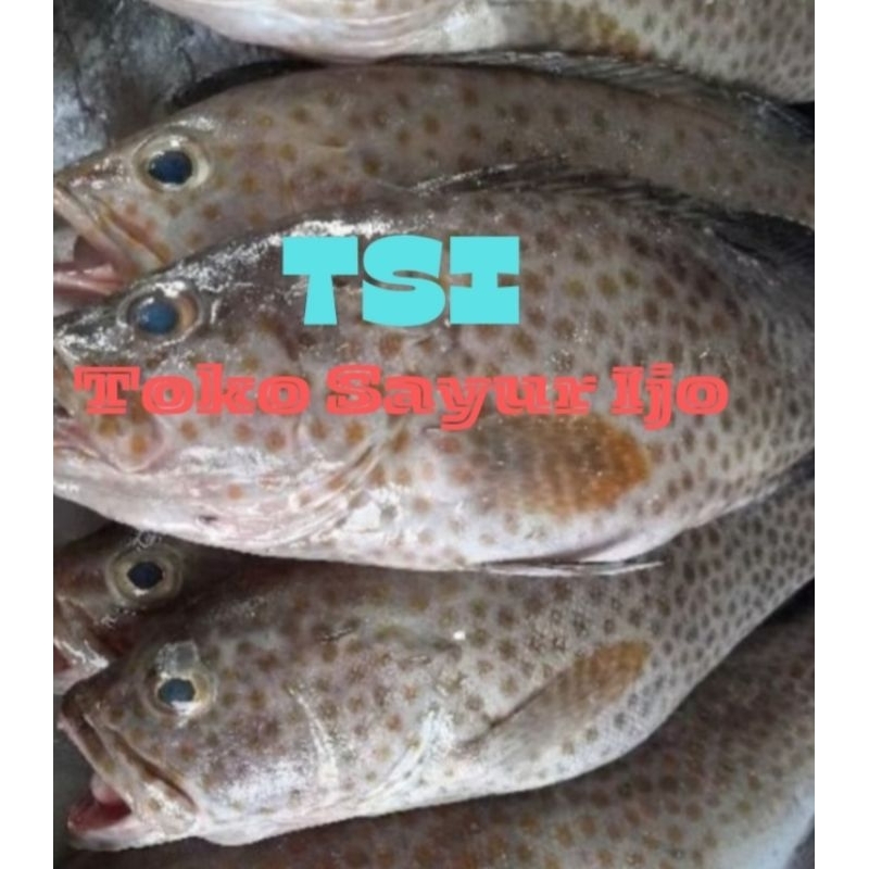 

Ikan Kerapu - Kirim Instan