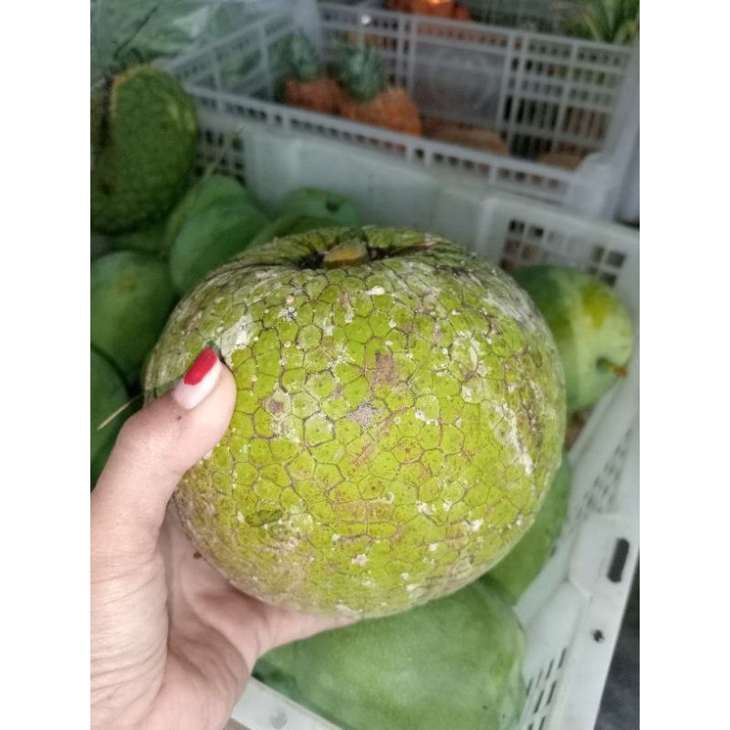 

buah sukun satu biji