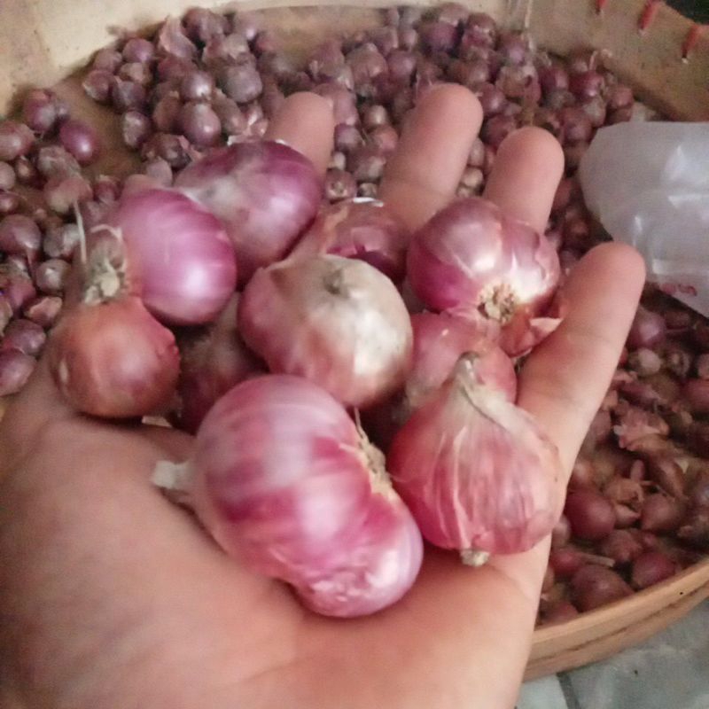 

BAWANG MERAH BESAR super full 600g