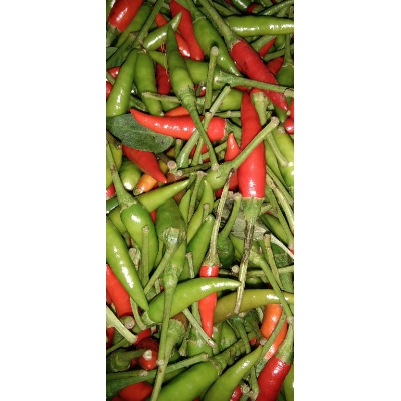 

cabe rawit segar asli tasik 500g