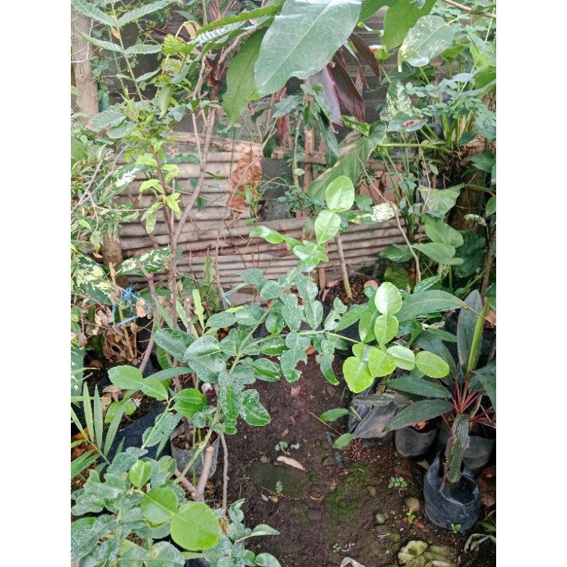 

jeruk purut