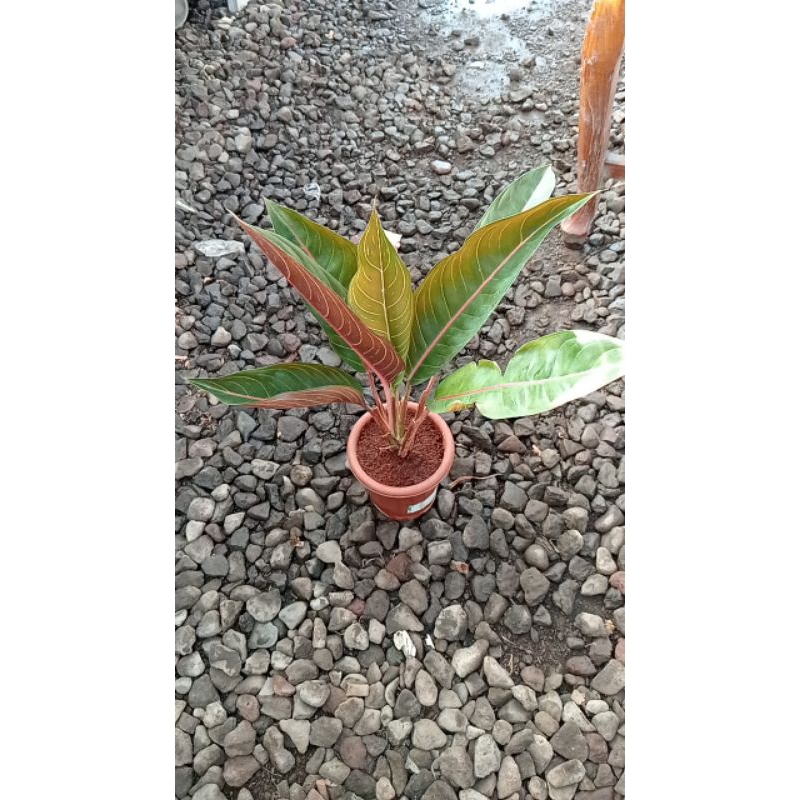 AGLONEMa mahardika dewasa