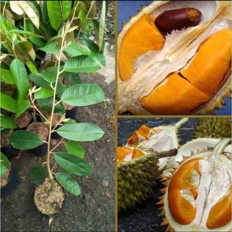 Bibit durian Super Tembaga Asli Cepat berbuah