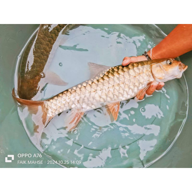 

MAHSEER Atau DEWA uk 16-20 cm