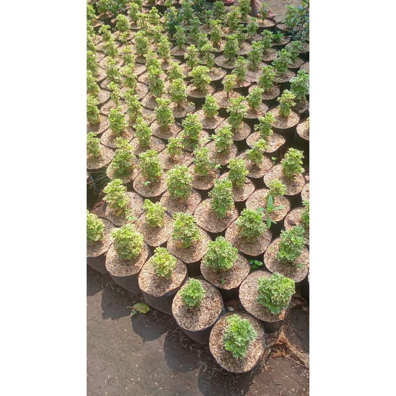 tanaman hias kedondong laut varigata