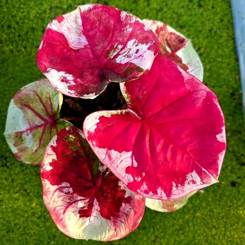 Tanaman Hias Keladi Flobe Series - Bunga Hias Keladi Import Keladi Murah Tanaman Hidup