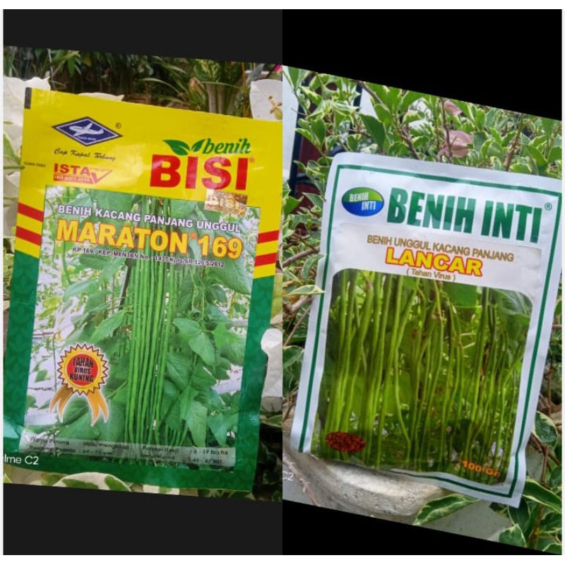 Benih Kacang Panjang MARATHON 169 Bisi (anti virus) 50 gr/Benih Kacang Panjang LANCAR Benih Inti (an