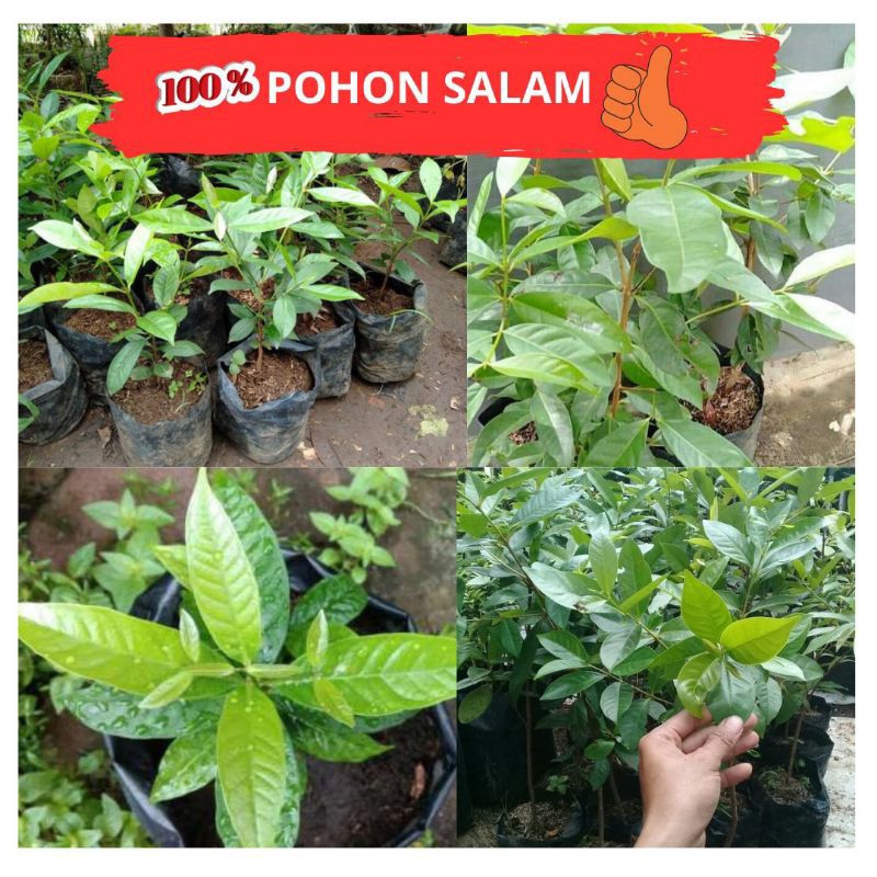 Promo.. Pohon Salam Besar, Pohon Salam Koja