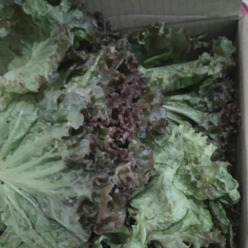 

Selada Keriting Lolorosa Andewi segar