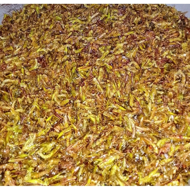 

BELALANG GORENG KRIUK kemasan 500gr murah