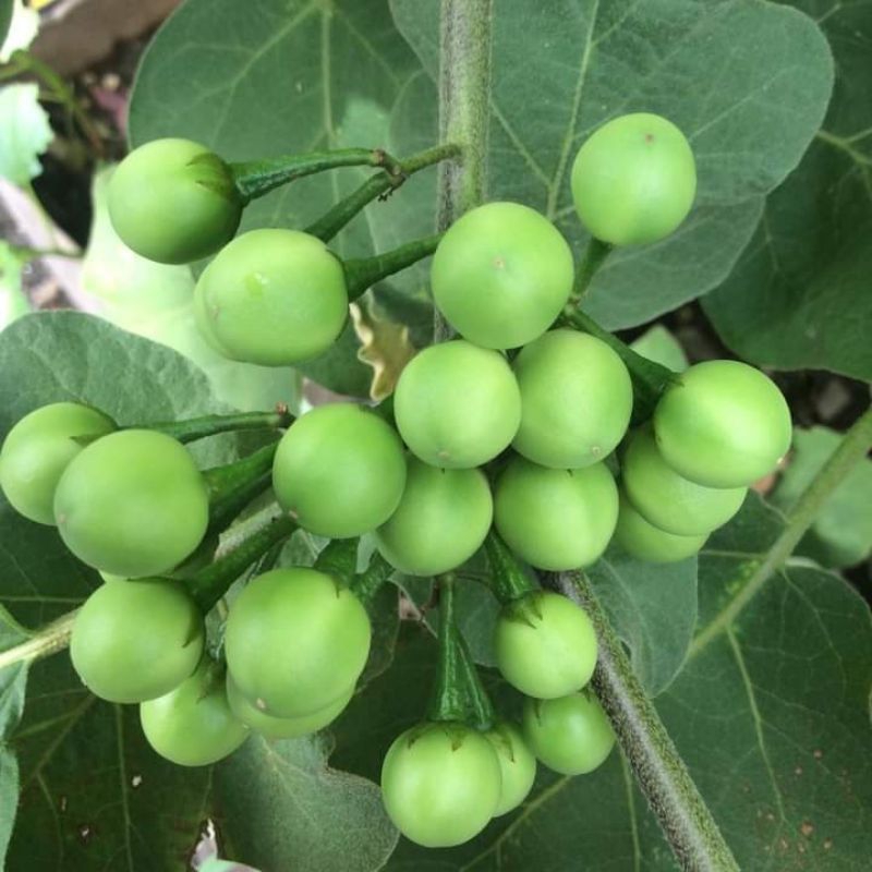 

buah takokak | buah cepokan segar 100 gram