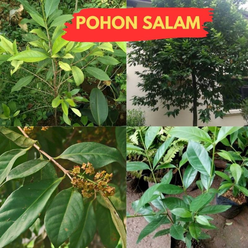 Terlaris..!! Pohon Salam Rimbun,  Pohon Salam Besar