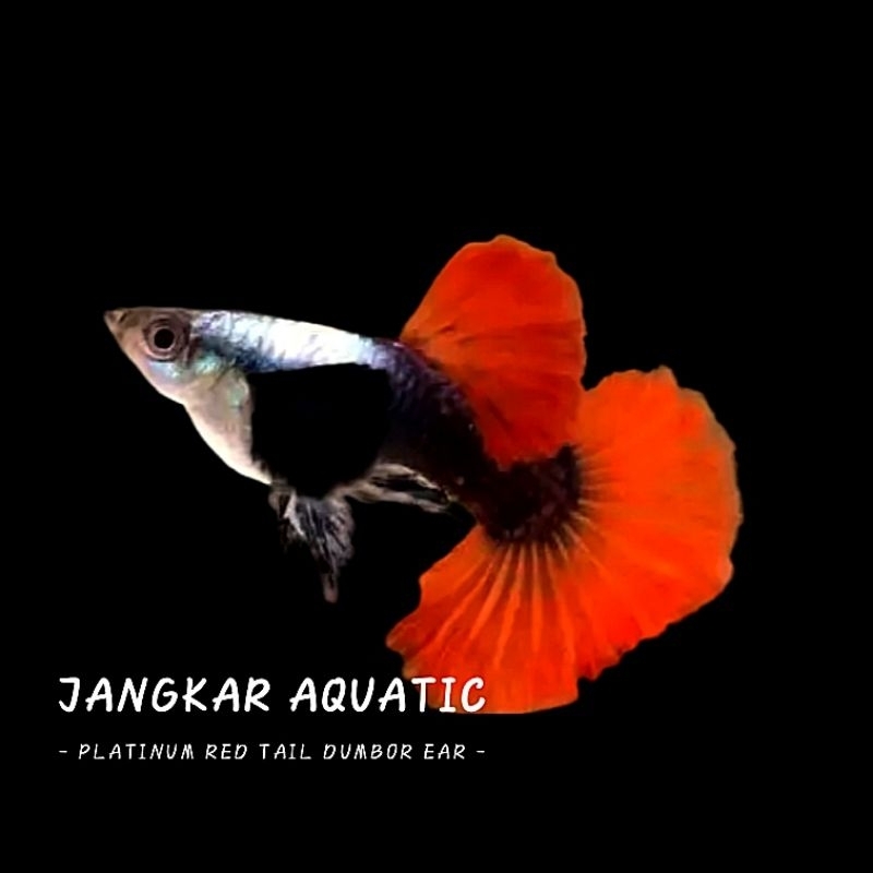 Obat ikan guppy - PRTDE RIBBON & NORMAL