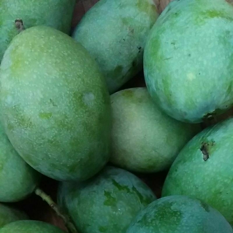 

mangga