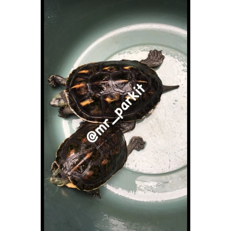 Kura Indukan Sepasang Mauremys Sinensis / Ocadia Sinensis
