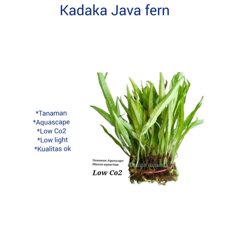 Kadaka Java Fern Tanaman Aquascape