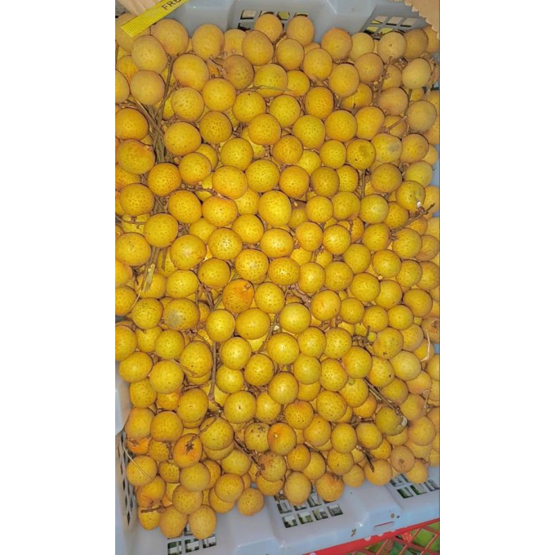 

Longan Gold