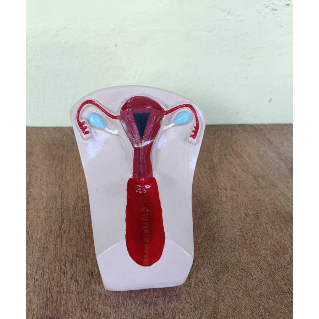 UTERUS / RAHIM / ORGAN REPRODUKSI WANITA / MANEKIN RAHIM / PHANTOM RAHIM