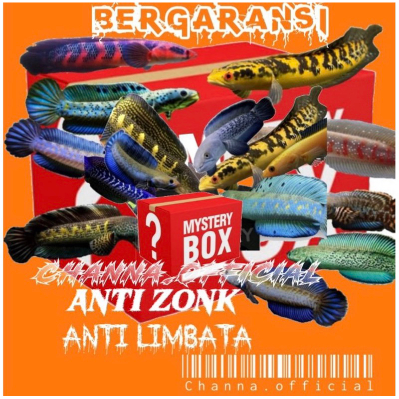 Mistery channa jackpot auranti maculata bonus pelet