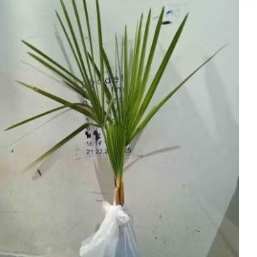 BIBIT POHON LONTAR / SIWALAN Hidup Siap Tanam