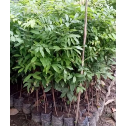 Paket 5 Bibit Kelengkeng Seedling Unggul