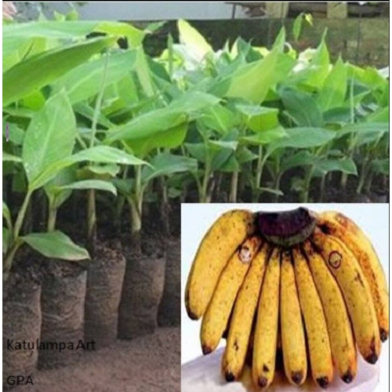 bibit pisang barangan