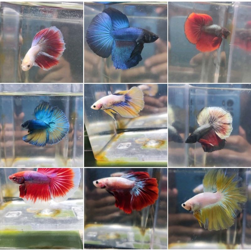 Ikan Cupang Halfmoon