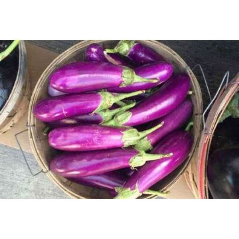 

Sayur Terong Segar
