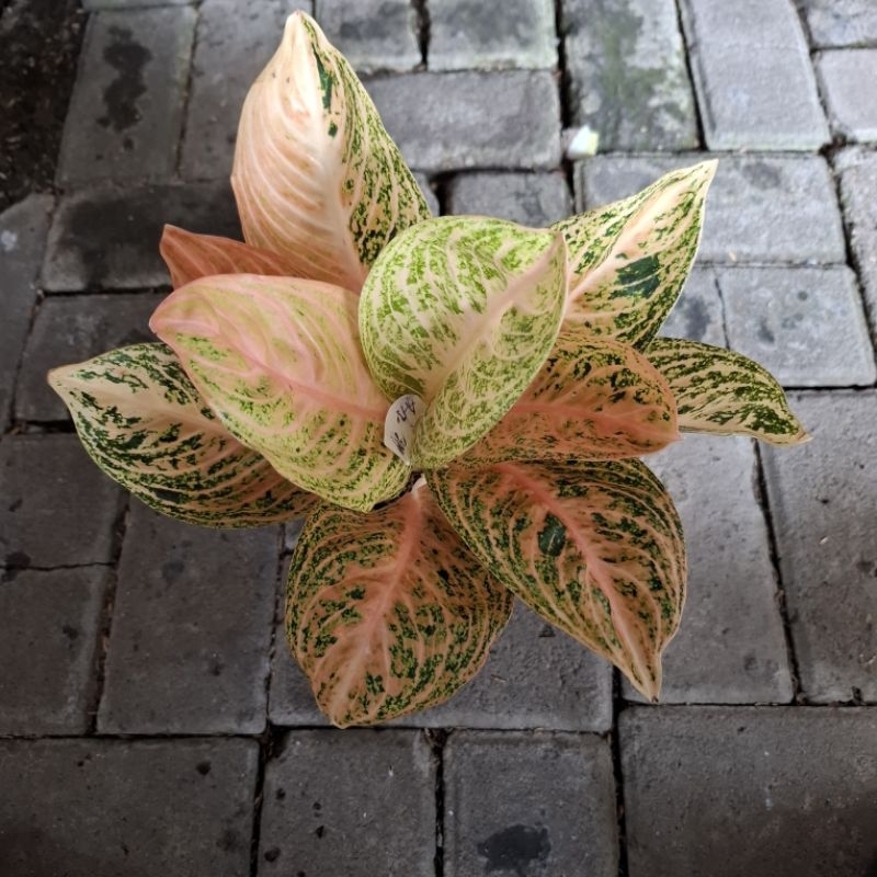 tanaman hias aglonema widuri orange