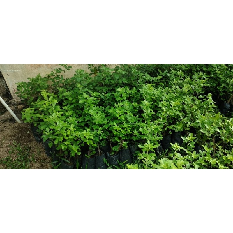 BIBIT GANDASARI LEGUNDI SUPER PAKET 200 batang bibit super dan unggul