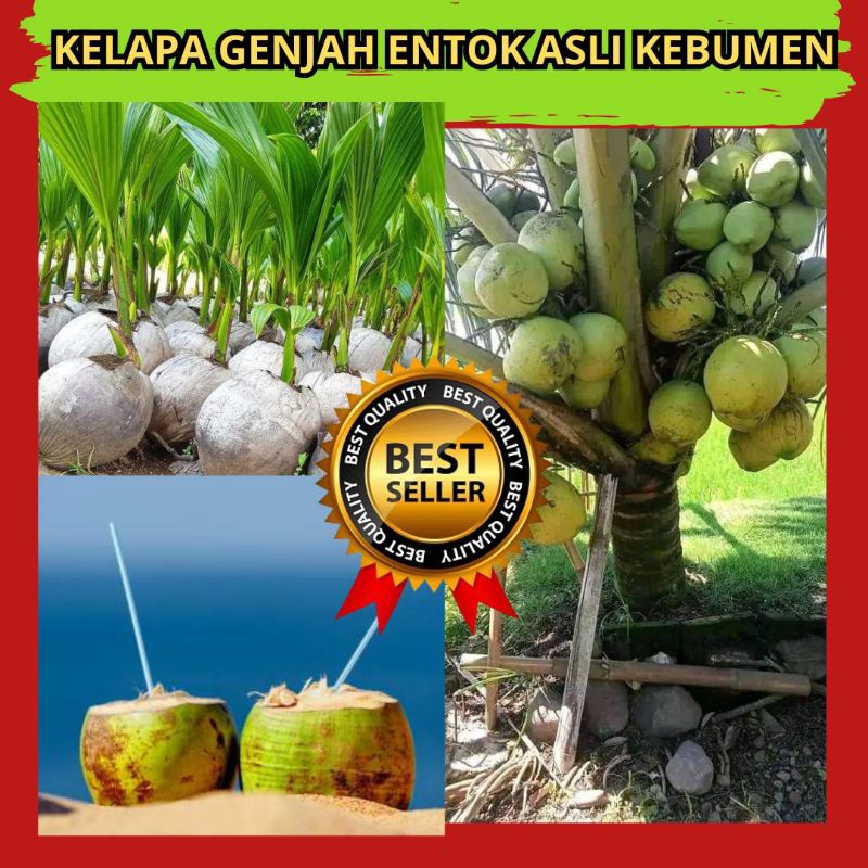 Bibit Kelapa Hijau Hibrida Pendek, Bibit Kelapa Hibrida Hijau Pendek, Bibit Kelapa Hibrida Bersertif