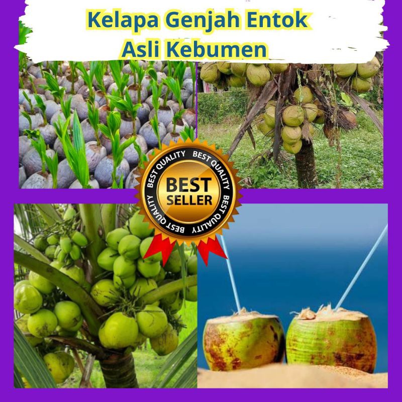 Bibit Kelapa Hijau Hibrida Jumbo, Bibit Kelapa Hijau Wulung, Bibit Kelapa Hijau Genjaah isi 5 bibit