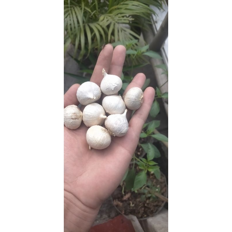 

bawang putih tunggal 250 gram