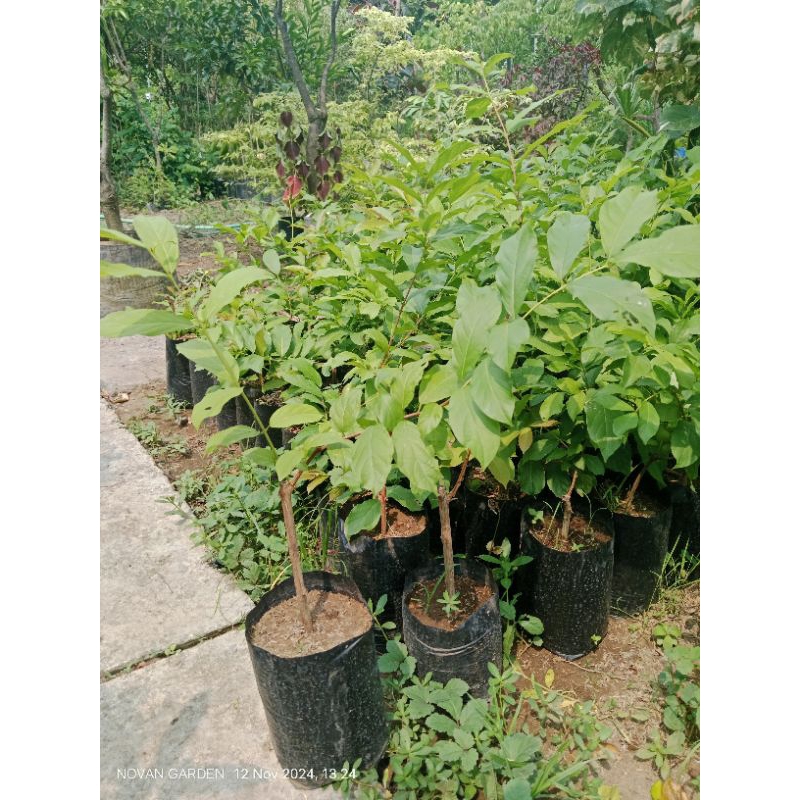 Teh_Teh Maniez Melati Belanda Tumpuk Tinggi 50Cm Kondisi Rimbun-Rimbun Tanaman Melati Belanda Tumpuk