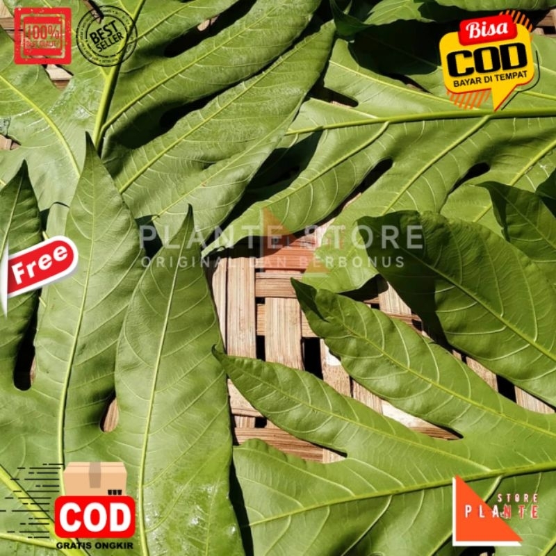 

DAUN SUKUN PERLEMBAR OBAT HERBAL