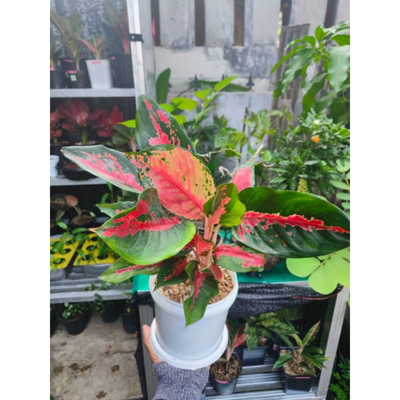 aglonema kocin camelon