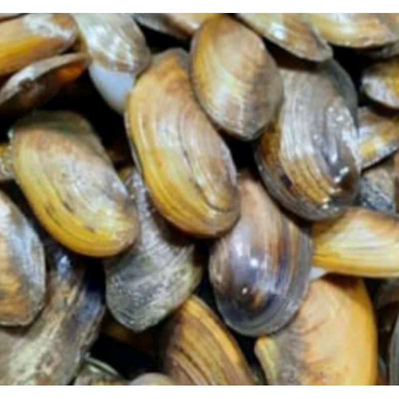 kerang air tawar(kijing)filter aquarium