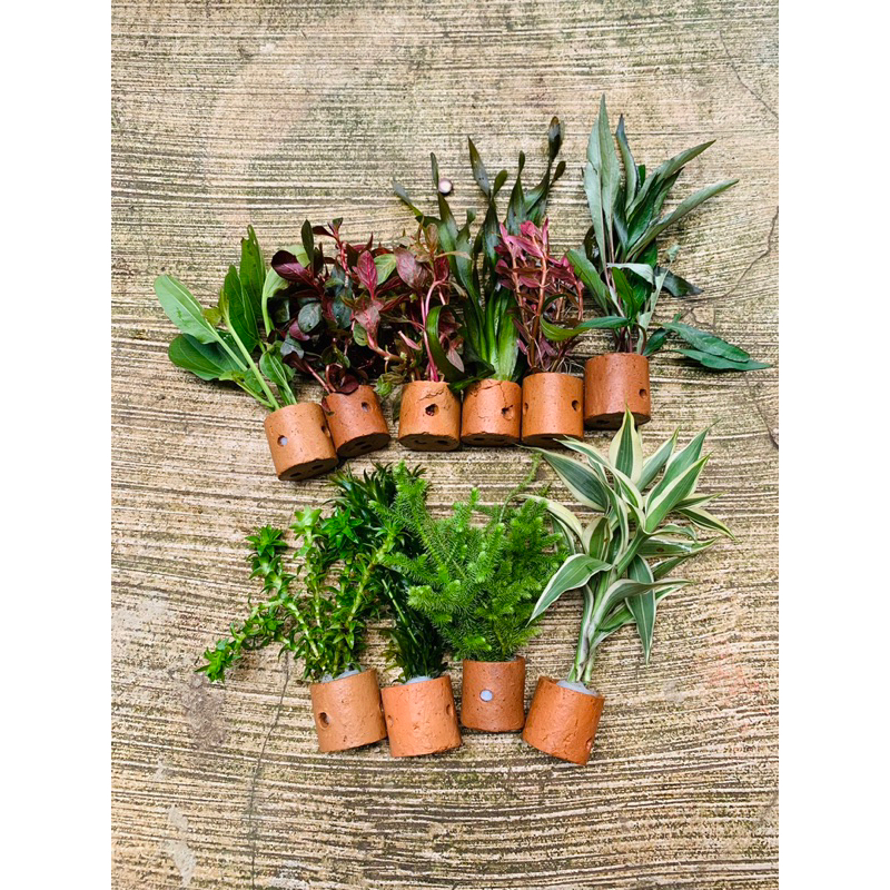 paket 10 pot 10 jenis tanaman aquascape