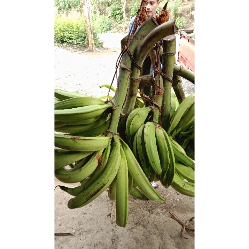

pisang tanduk