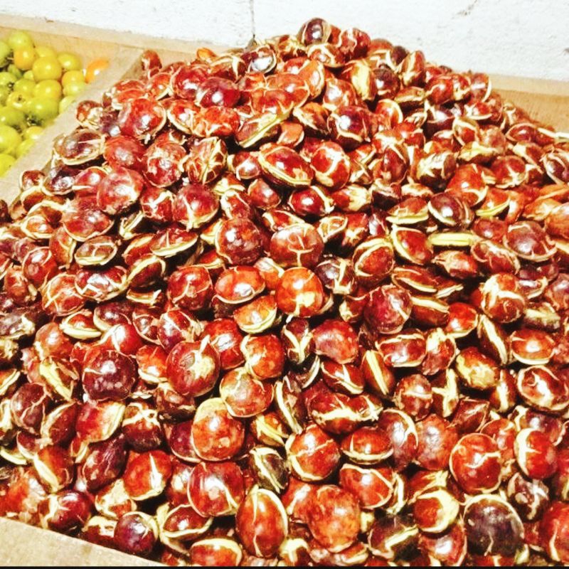 

Fress jengkol, jengki, jring tua mentah 1kg special merah merekah