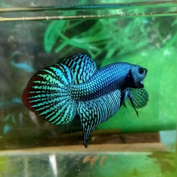 Wild betta alien gray