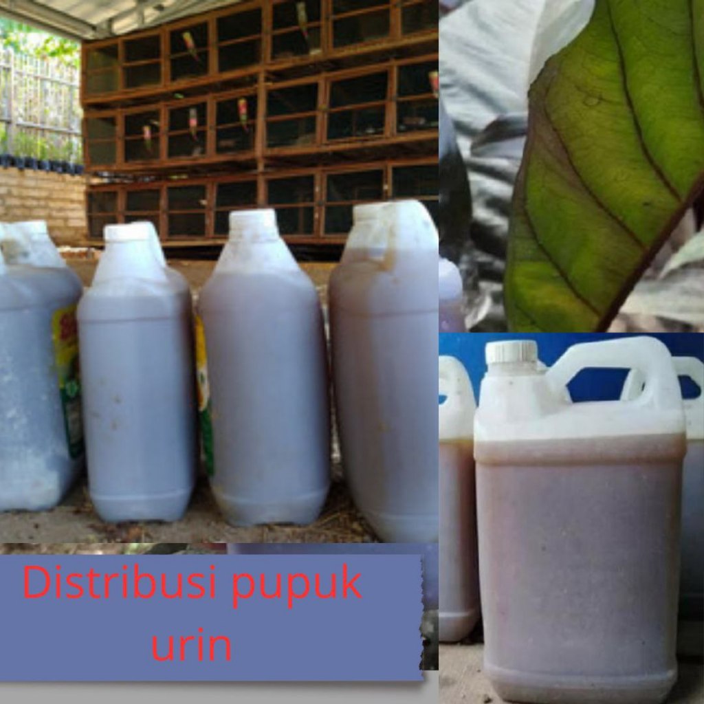 JAMIN ASLI ... pupuk organik cair poc fermentasi urin kelinci,pupuk fermentasi urin kelinci,pupuk or