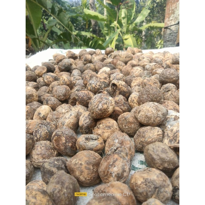 

buah kemiri tua jayanti bahan bumbu untuk masakan