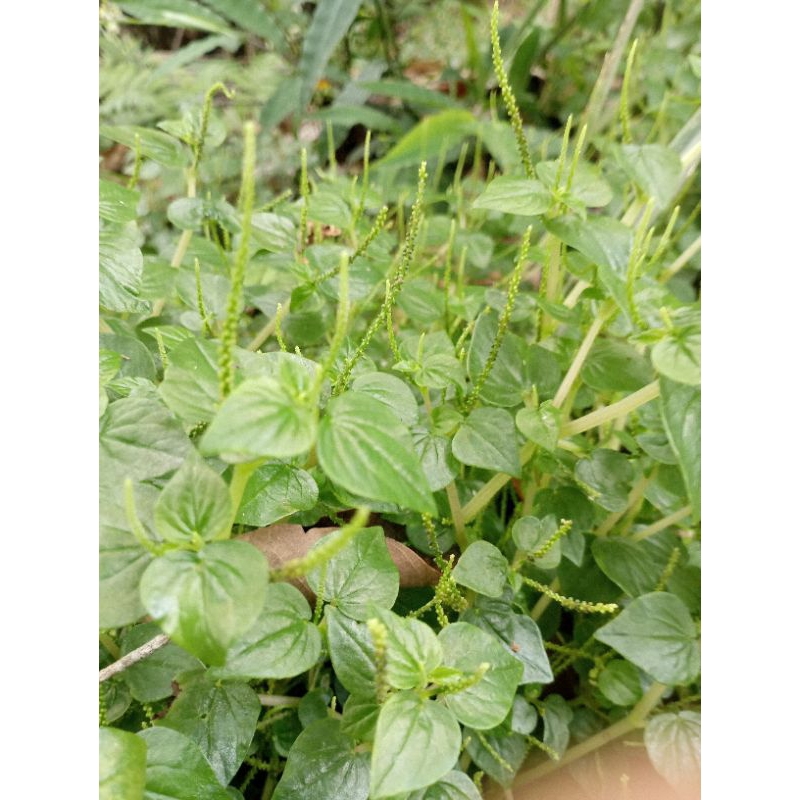 

daun sirih cina,ketumpang air segar 500g