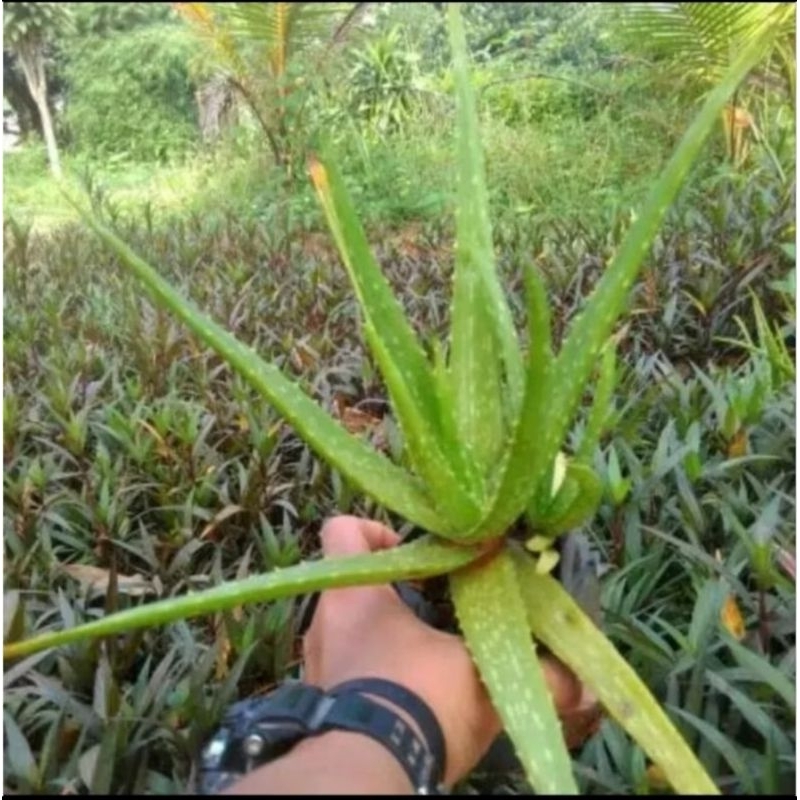 Tanaman Lidah Buaya / Tanaman Herbal Lidah Buaya
